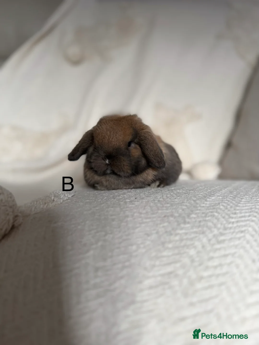 Mini Lop rabbits for sale: Sooty fawn Mini lops - Advert 6