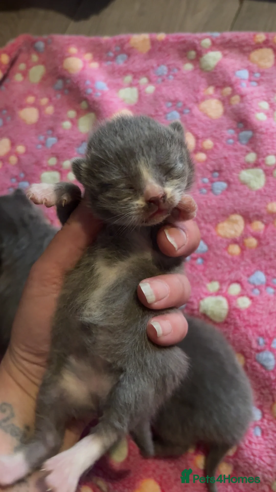 British Shorthair cats for sale: British shorthair kittens   - Advert 5