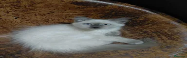 Birman 2
