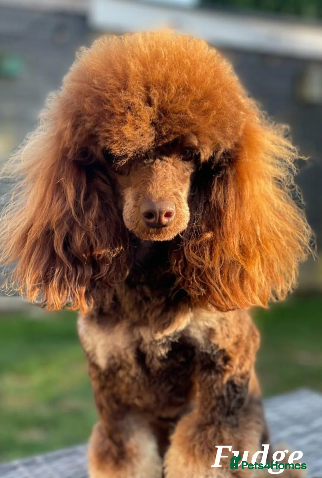 Cockapoo dogs for sale: Chocolate Merle Boy - Advert 7