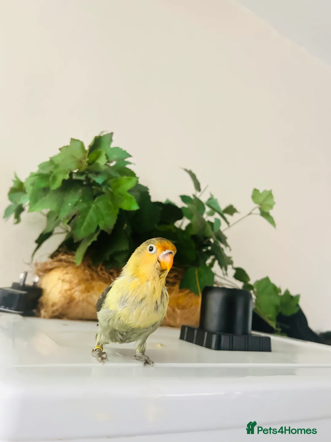 Lovebirds birds for sale: Hand-Reared Tame Lovebird Babies – Rare Colours - Advert 2