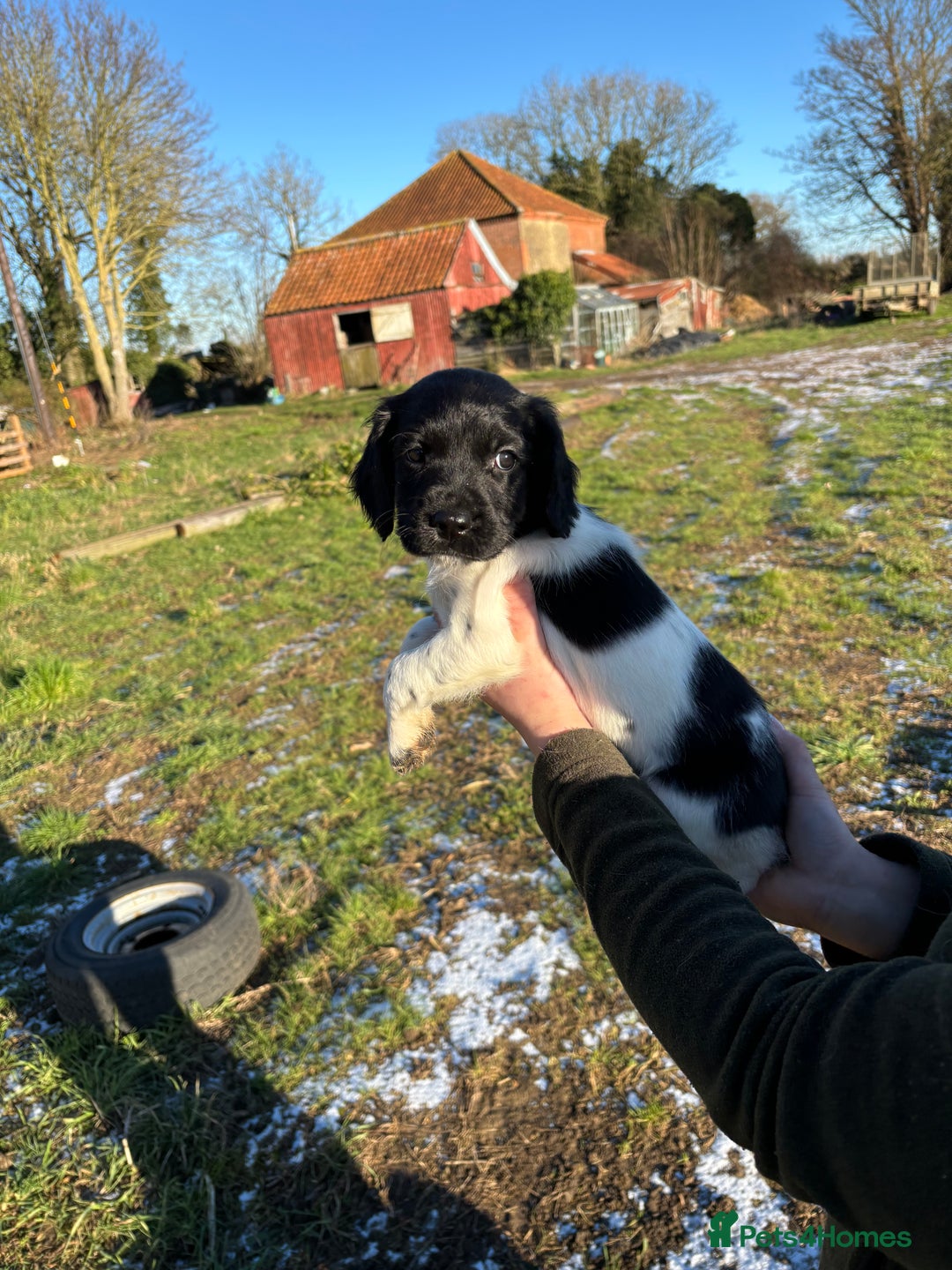 Sprocker dogs for sale: Sprocker puppies  - Advert 5