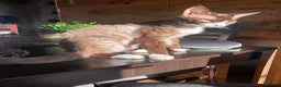 Devon Rex cats for stud: ⭐ CHAMPION, PROVEN, CHOCOLATE DEVON REX, REG'ED in Salisbury - Advert 4