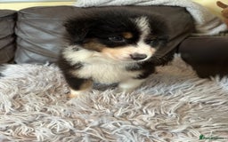 Australian Shepherd dogs for sale: 3 remaining- Beautiful Australian Shepherds  - Image 8