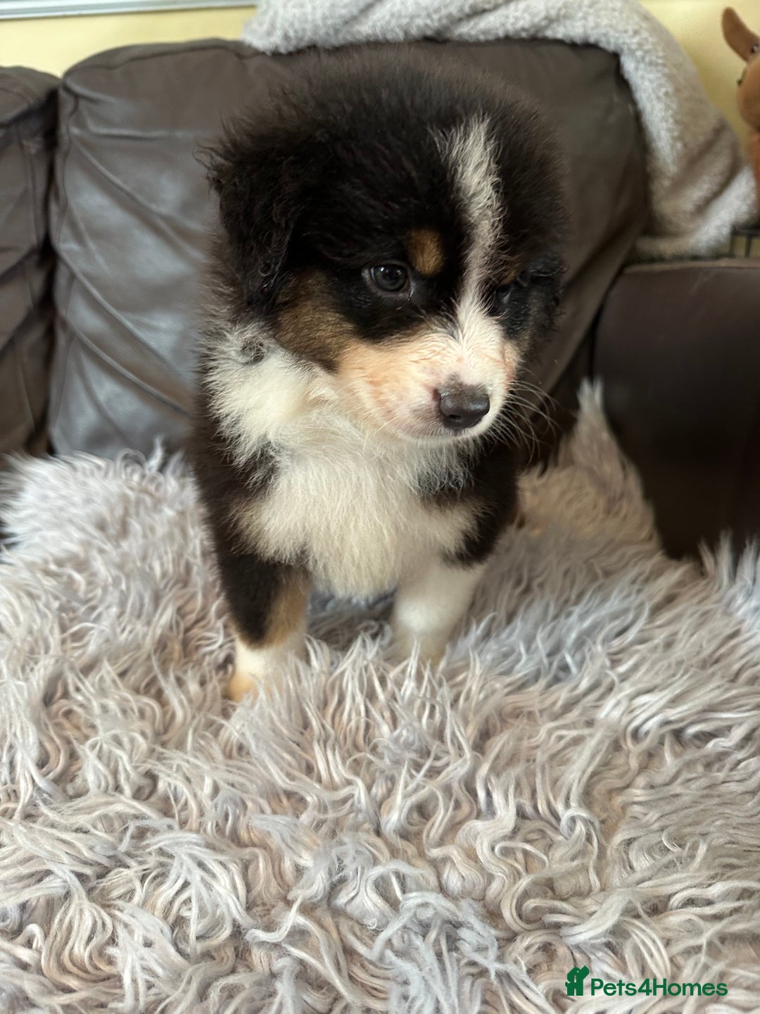 Australian Shepherd dogs for sale: 3 remaining- Beautiful Australian Shepherds  - Image 8
