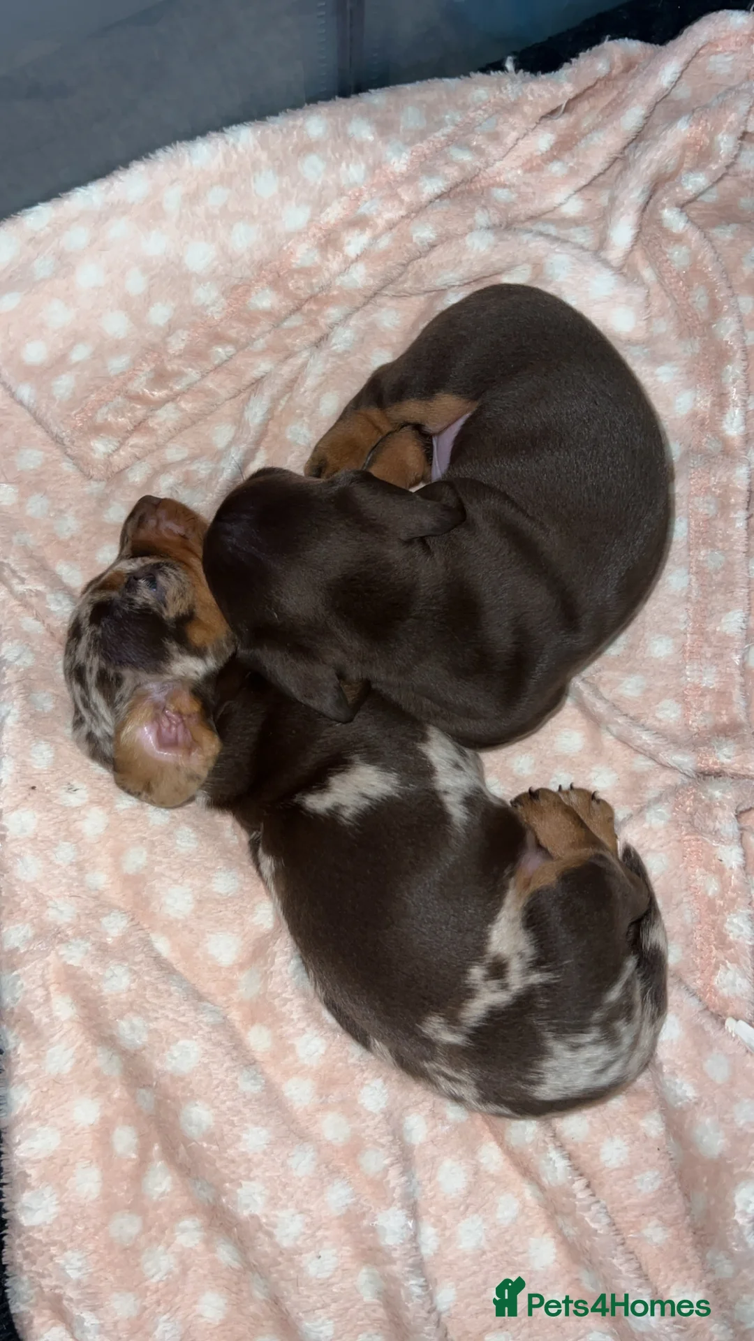 Miniature Dachshund dogs for sale: Miniature Dachshund pups - Advert 8