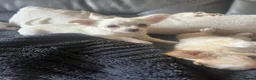 Chihuahua dogs for sale: Stunning chihuahua babies in Newark - Advert 7