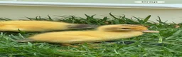 Ducks poultry for sale: Beautiful miniature silver appleyard ducklings - Advert 3