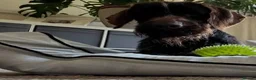 German Wirehaired Pointer dogs for adoption: Lalo  in Northampton - Advert 12
