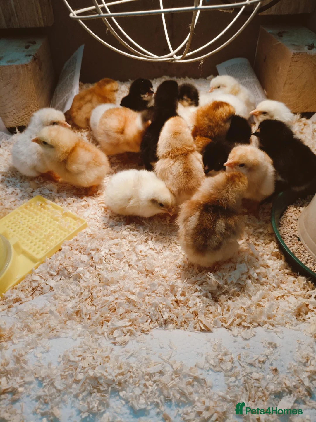 Chickens poultry for sale: Mixed gender chicks for sale - Advert 2