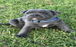 Staffordshire Bull Terrier dogs for sale: Blue English Staffy's bull terrier** - Image 2