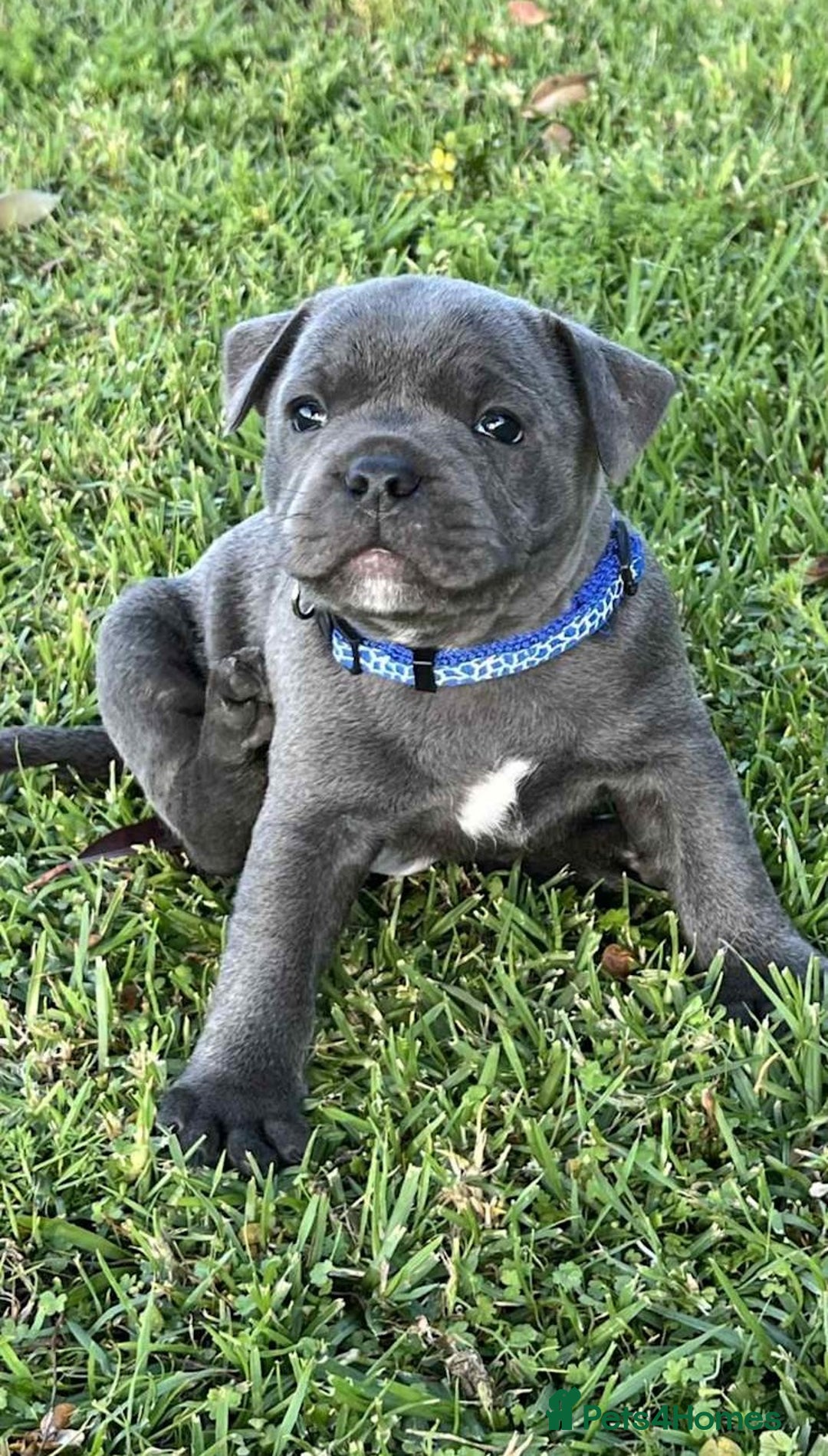Staffordshire Bull Terrier dogs for sale: Blue English Staffy's bull terrier** - Image 2