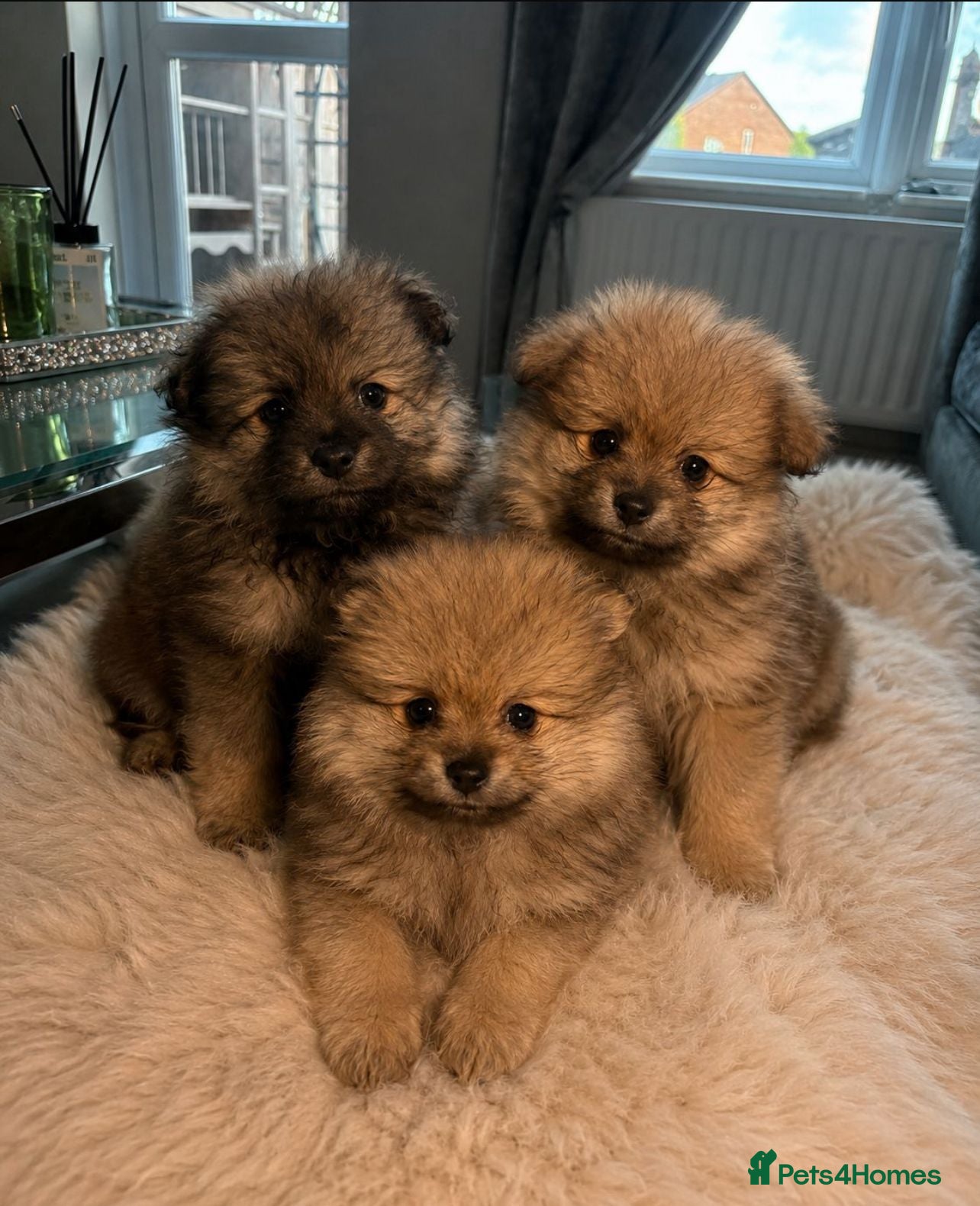 Pomeranian dogs Only3 left ready now🐻Beautiful pomerian puppys 🐾 - Advert 6