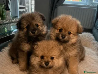 Pomeranian dogs Only3 left ready now🐻Beautiful pomerian puppys 🐾 - Advert 5