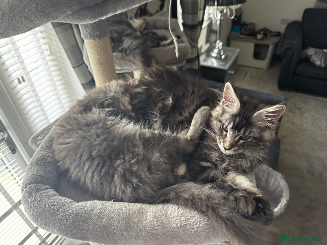 Maine Coon cats for sale: GCCF & TICA Reg Affectionate Maine Coon kittens - Image 11