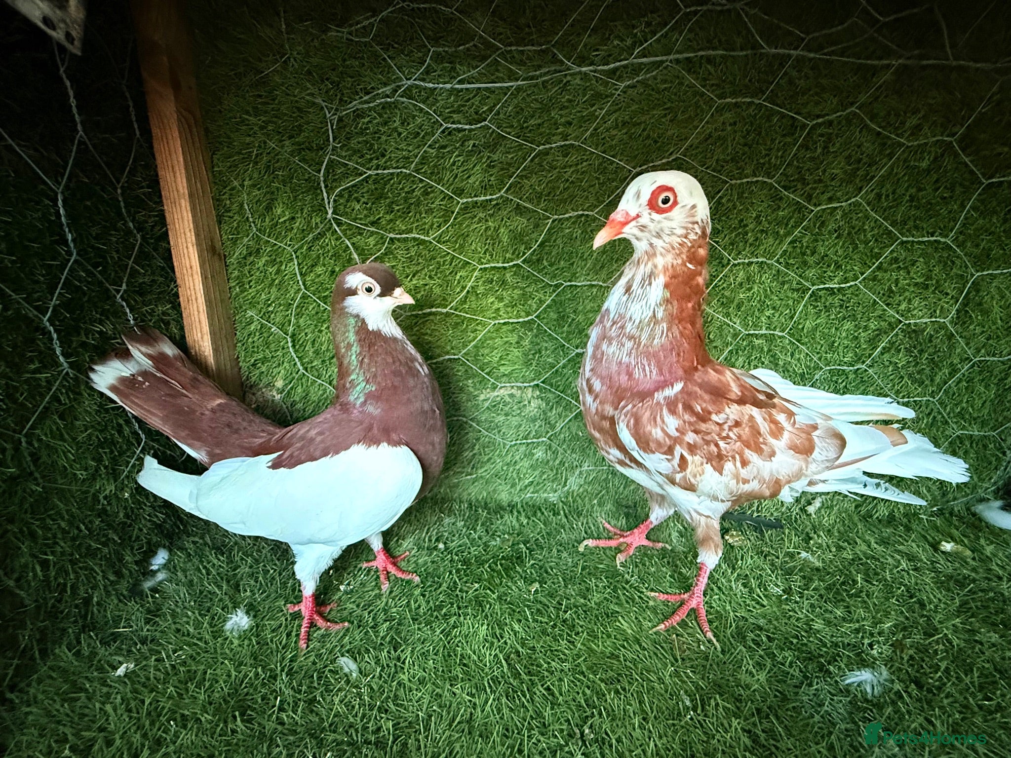Pigeons birds Premium Breeding Pigeons Top Quality Pairs Availab - Advert 2