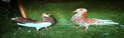 Pigeons birds for sale: Premium Breeding Pigeons Top Quality Pairs Availab - Advert 18