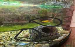 Catfish fish for sale: Fresh water fish - Image 1
