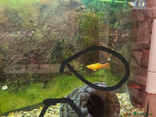 Catfish fish - Advert 1