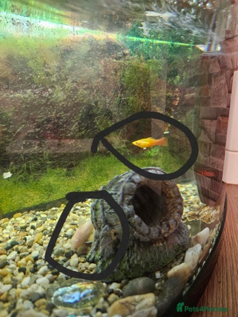 Catfish fish - Advert 1