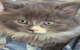 Mixed Breed cats for sale: Beautiful fluffy kittens - Image 14