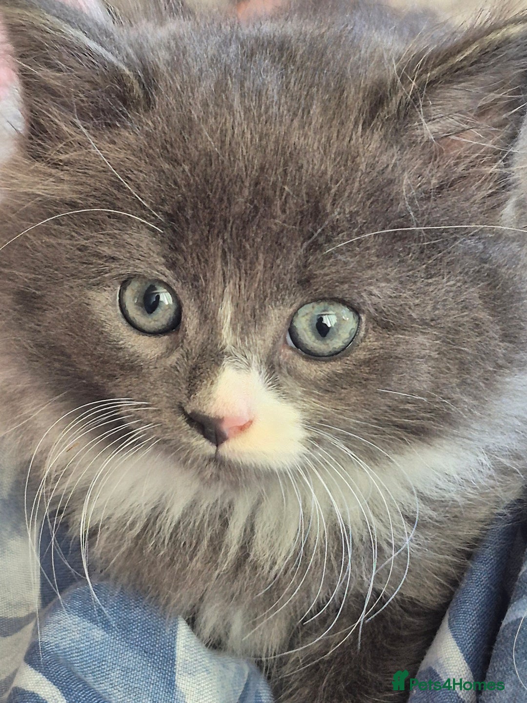 Mixed Breed cats for sale: Beautiful fluffy kittens - Image 14