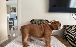 English Bulldog dogs for sale: 2 Beautiful Red & White English Bulldogs - Image 28