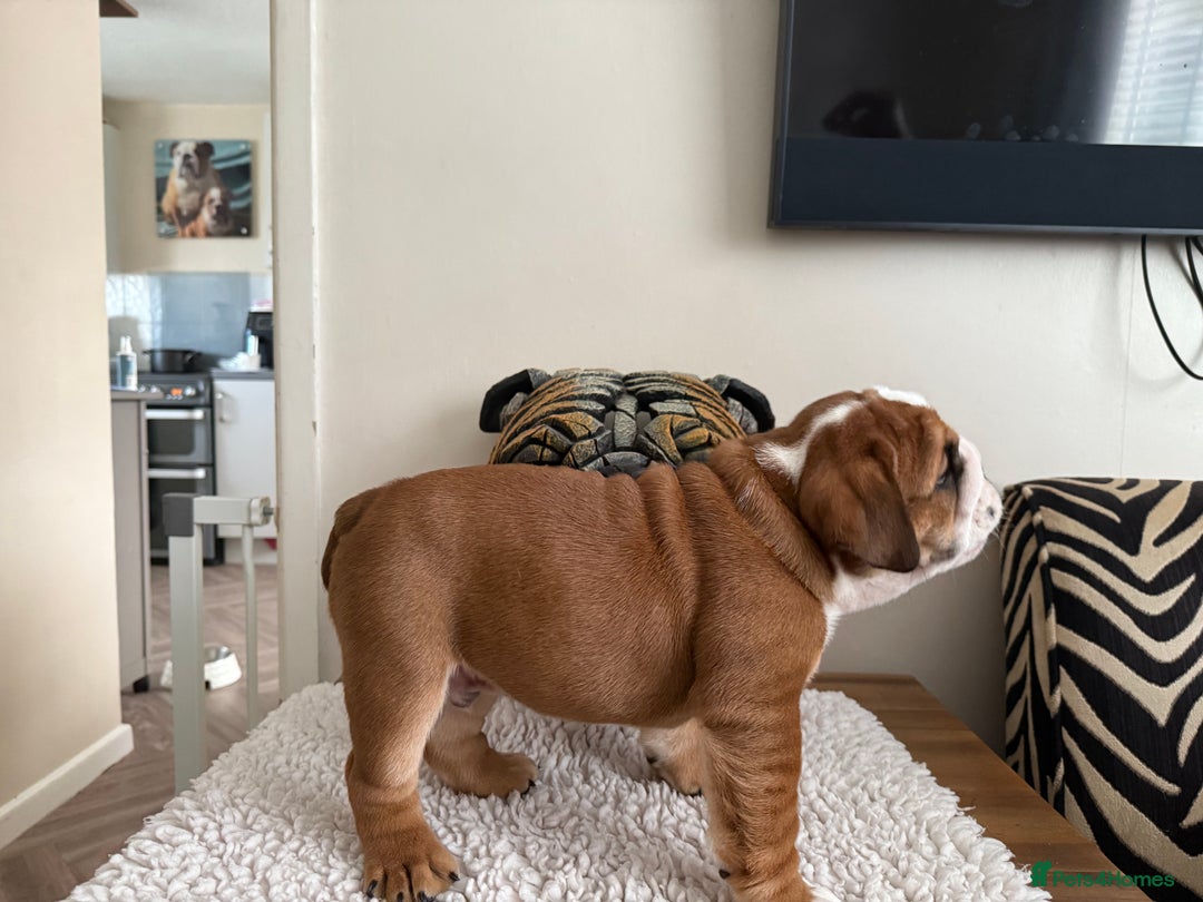 English Bulldog dogs for sale: 2 Beautiful Red & White English Bulldogs - Image 28