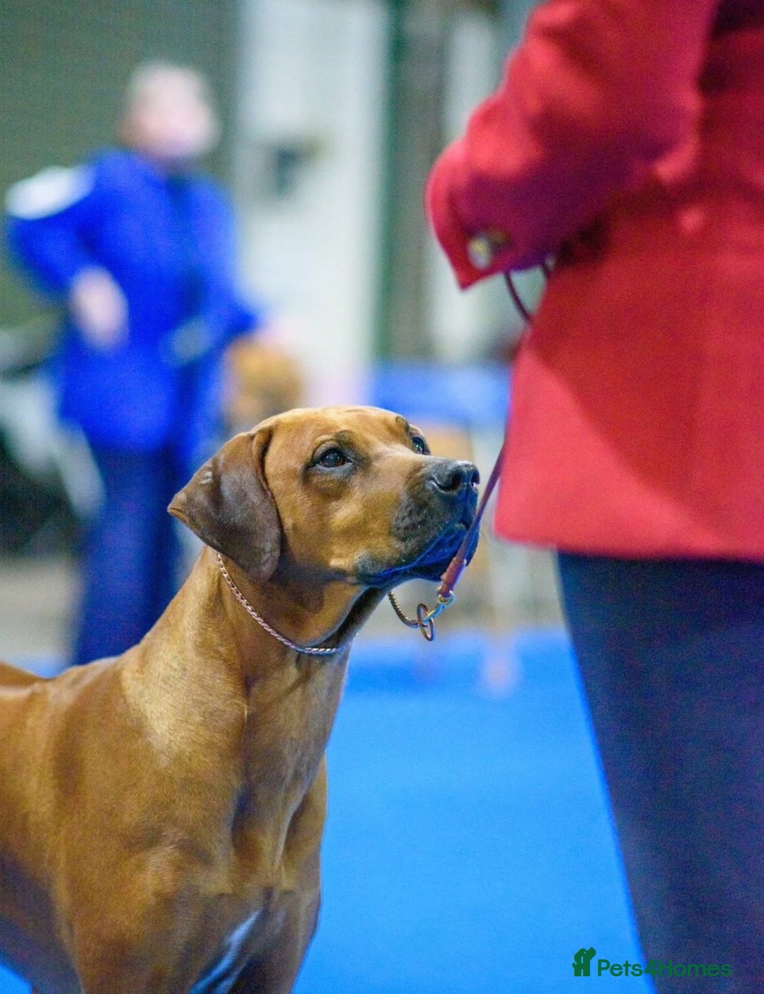 Rhodesian Ridgeback dogs for sale: Skyleridge Ridgebacks  - Advert 13