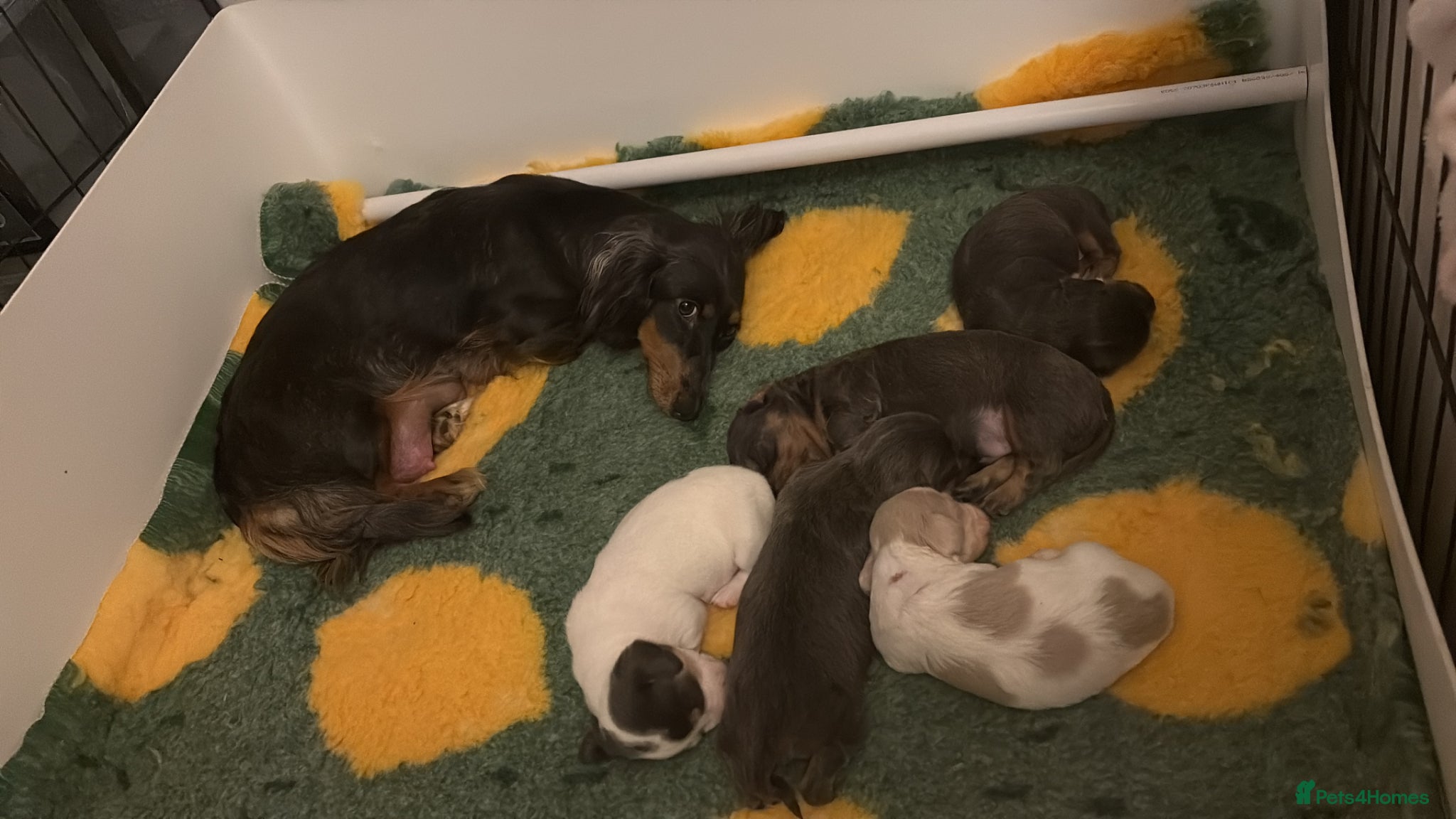 Miniature Dachshund dogs Mini dachshunds - Advert 2