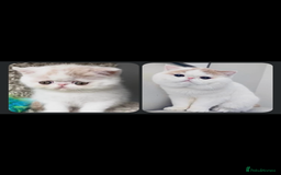 Exotic cats for sale: 🏆PREMIUM QUALITY KITTENS🏆 - Image 19