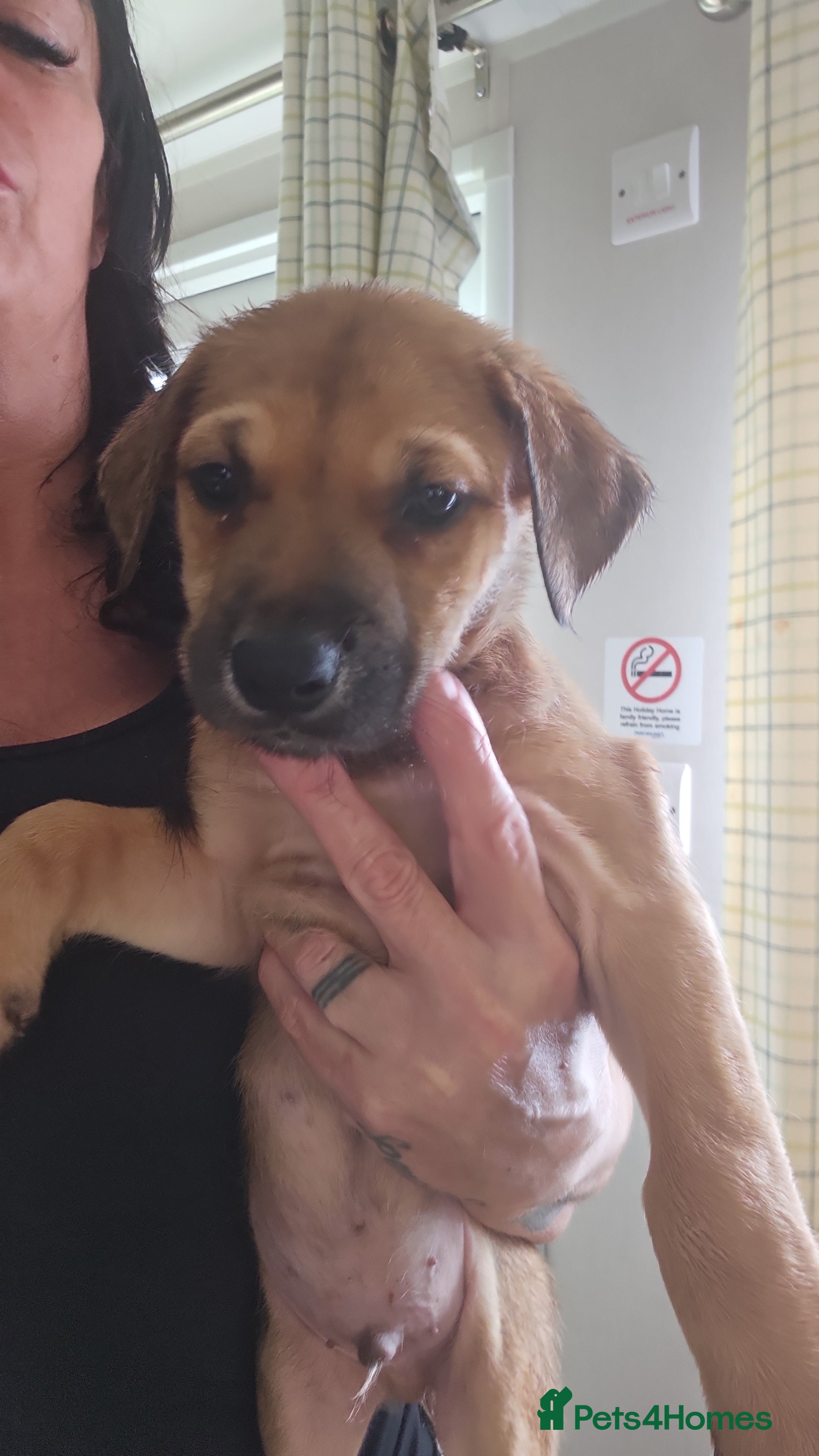 Rhodesian Ridgeback dogs Ridgeback puppies  - Advert 4