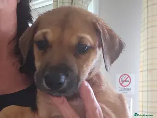 Rhodesian Ridgeback dogs Ridgeback puppies - Advert 4