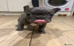 French Bulldog dogs for sale: 4 French bulldogs 2 fluffy - Image 19