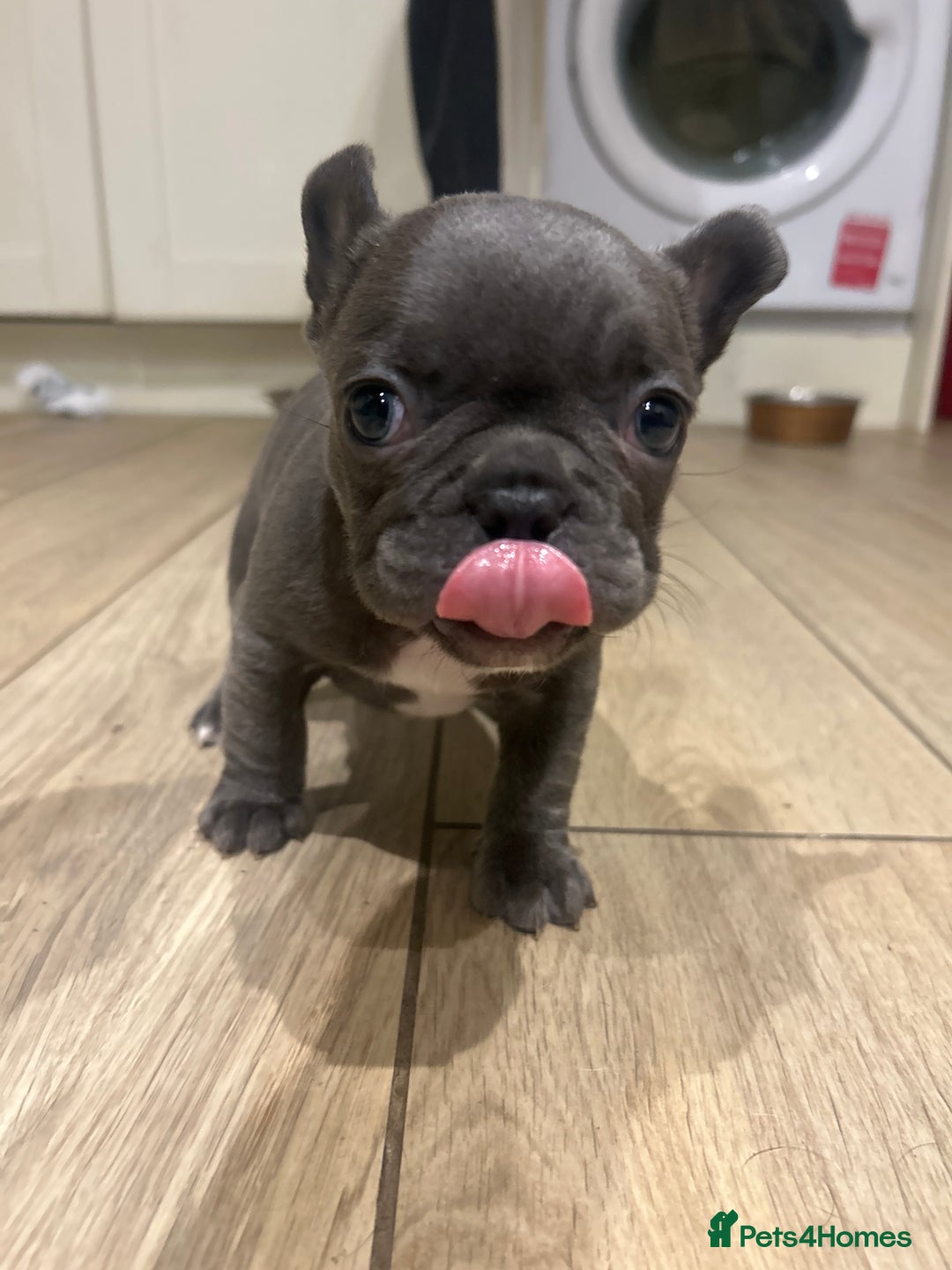 French Bulldog dogs for sale: 4 French bulldogs 2 fluffy - Image 19