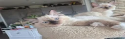 Ragdoll cats for sale: 4 beautiful Ragdolls left  - Advert 14