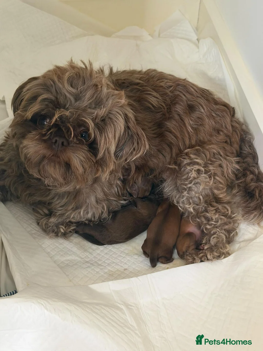 Shihpoo dogs for sale: Shihpoo pupies for sale - Advert 9
