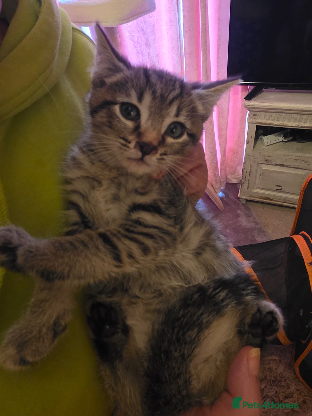 Mixed Breed cats for sale: Tabby mixed stunning litter - Image 14