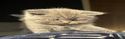 British Shorthair cats for sale: 🐾 British Short Hair Kittens 🐾 - Advert 18