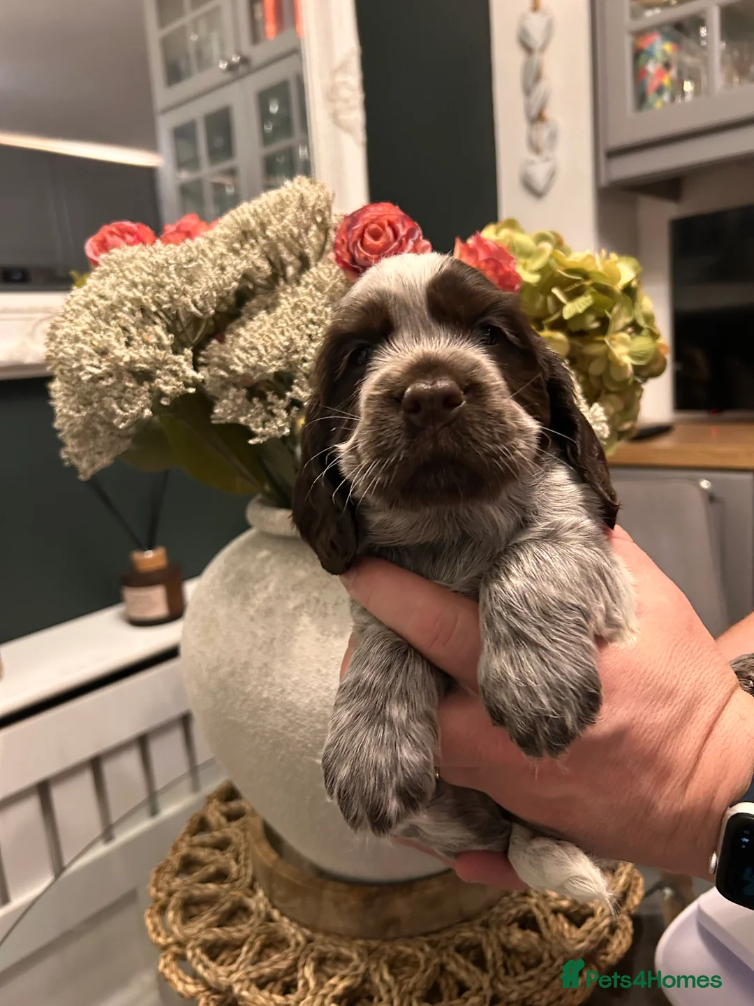 Cocker Spaniel dogs for sale: Cocker Spaniel Puppies * One Girl Remaining * - Advert 3