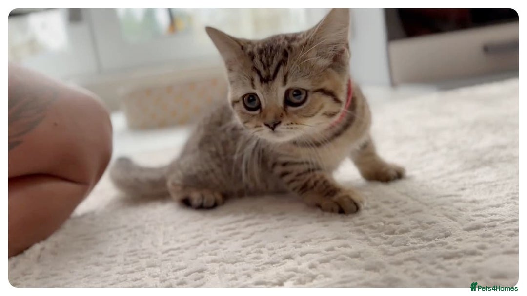 Scottish Fold cats for sale: Scottish fold kittens - Image 8