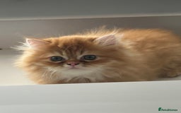 Persian cats for sale: Chinchilla kittens  - Image 9