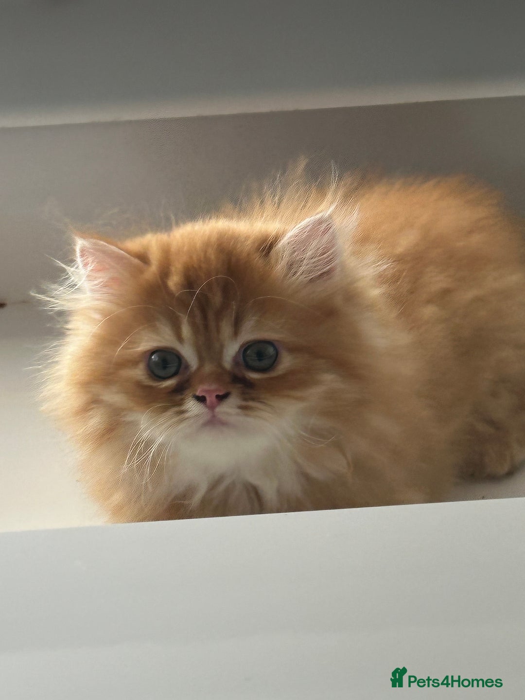 Persian cats for sale: Chinchilla kittens  - Image 9