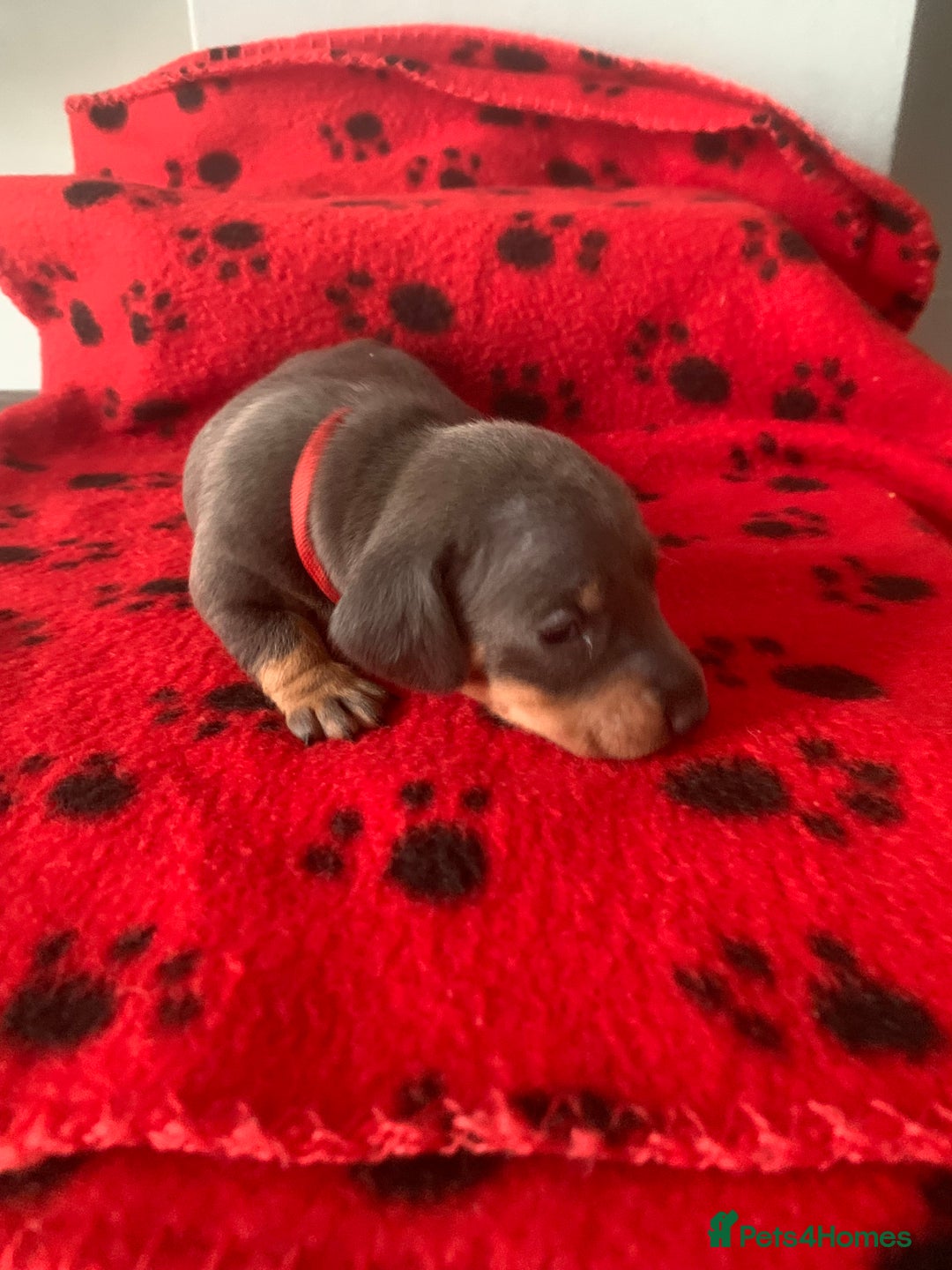 Miniature Dachshund dogs for sale: Miniature dachshunds  - Image 13
