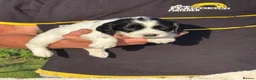 English Springer Spaniel dogs for sale: English Springer Spaniel puppies for sale. - Advert 7