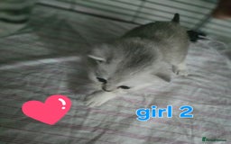 British Shorthair cats for sale: 🥰Beautiful kittens with rare colouring🥰 - Image 27