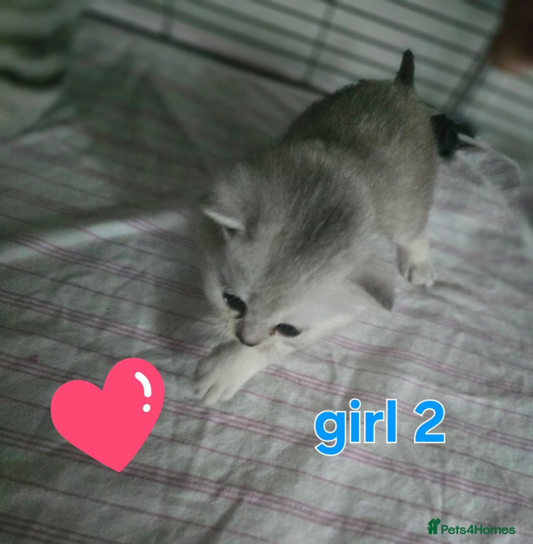 British Shorthair cats for sale: 🥰Beautiful kittens with rare colouring🥰 - Image 27