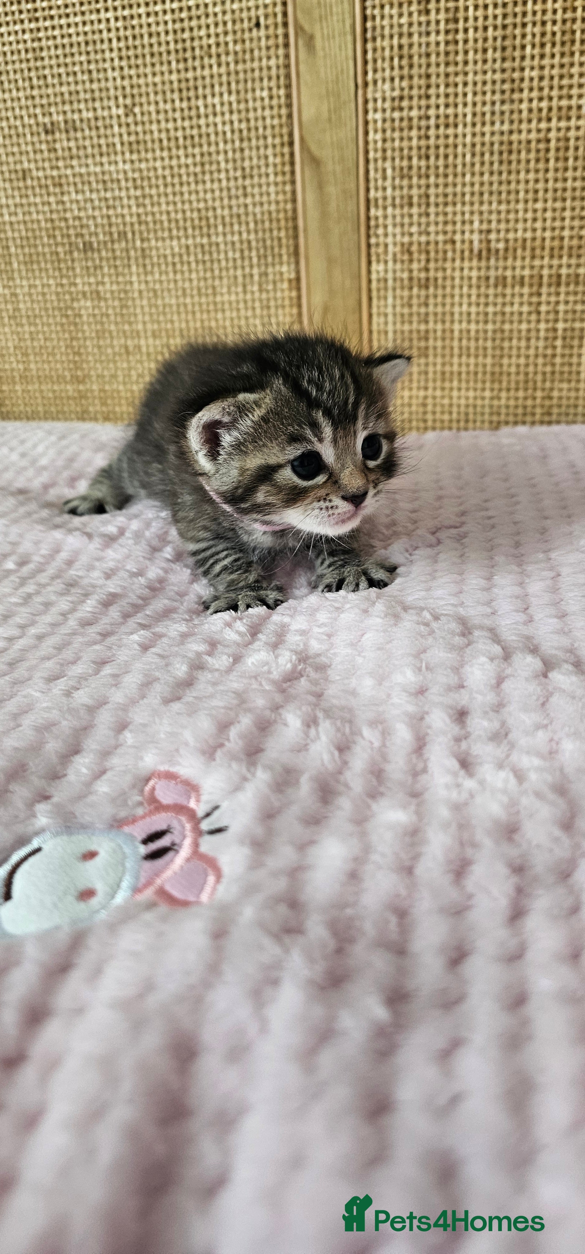 Mixed Breed cats for sale: Beautiful Bengal Mix Kittens - Advert 18