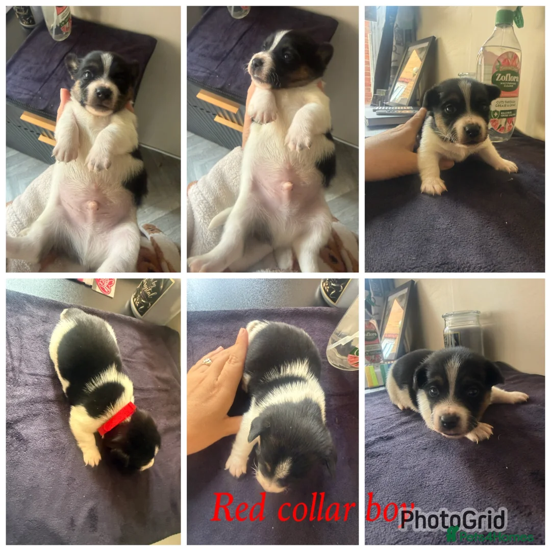 Jack Russell dogs for sale: 5 stunning jack russell puppies  - Advert 1