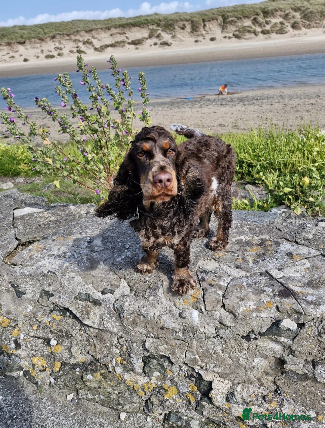 Cocker Spaniel dogs Show Type Chocolate Roan & tan female. 2 year old. - Advert 2